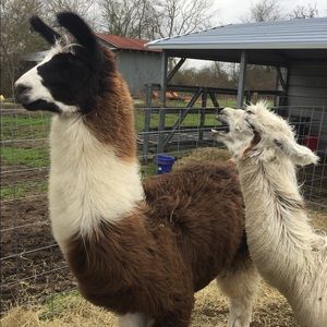 Meet your Posher, Jacy